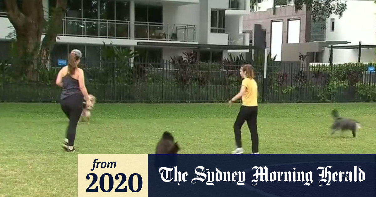 Video Coronavirus Queensland’s plan to ease restrictions